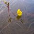 Utricularia vulgaris